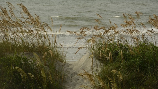Een strand met duinen en hoge grassen.