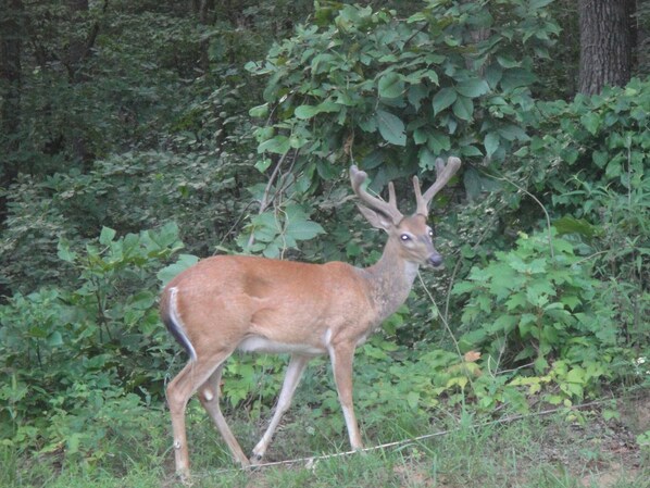 Un cerf dans une zone boisée, caractérisée par un feuillage dense et la présence d’une clôture.