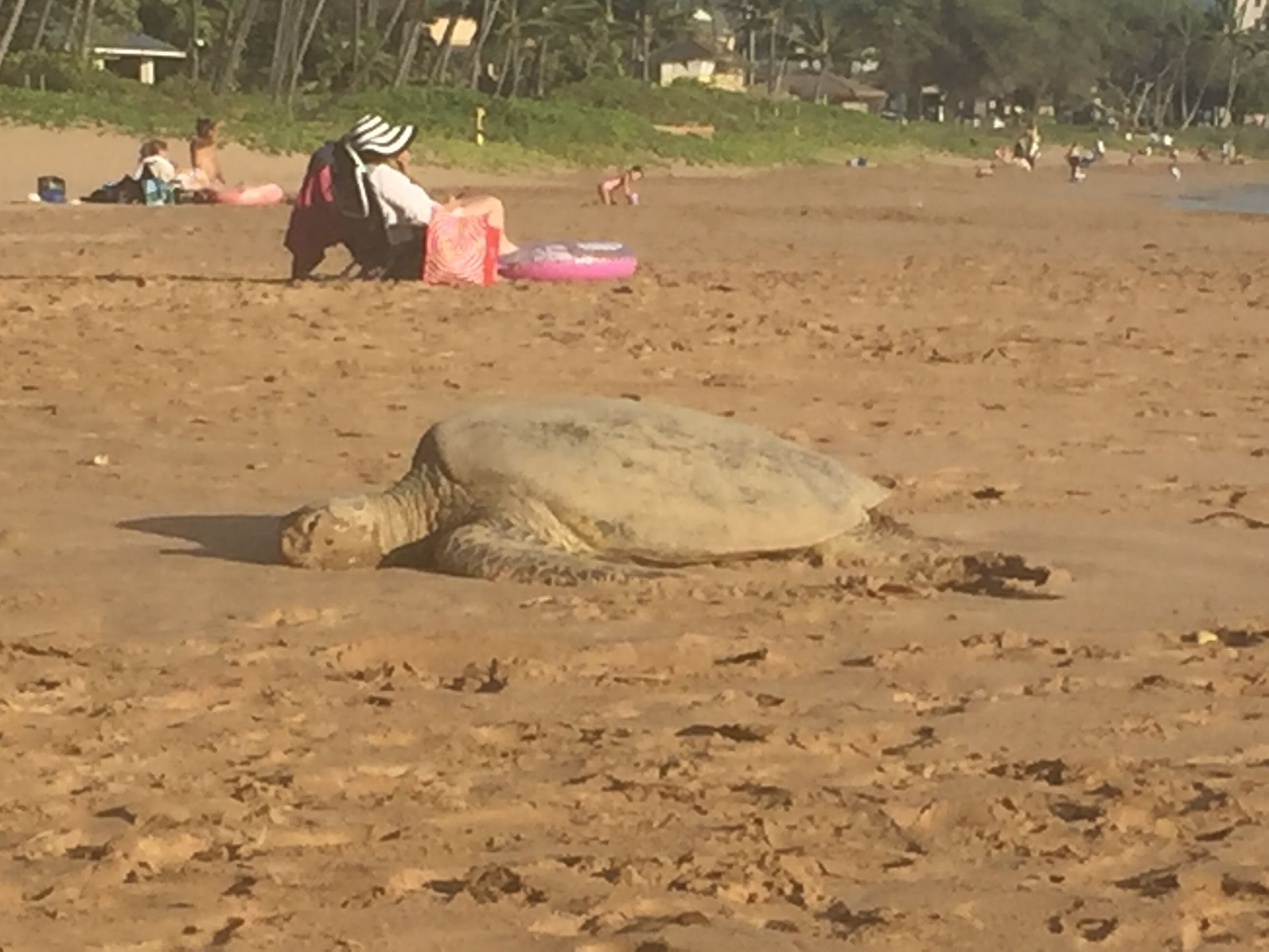 Una tortuga en una playa arenosa con gente al fondo.