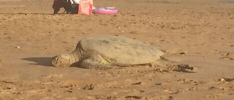 Una tortuga en una playa arenosa con gente al fondo.