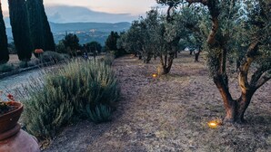Un sendero que atraviesa un olivar, con árboles y un río al fondo.