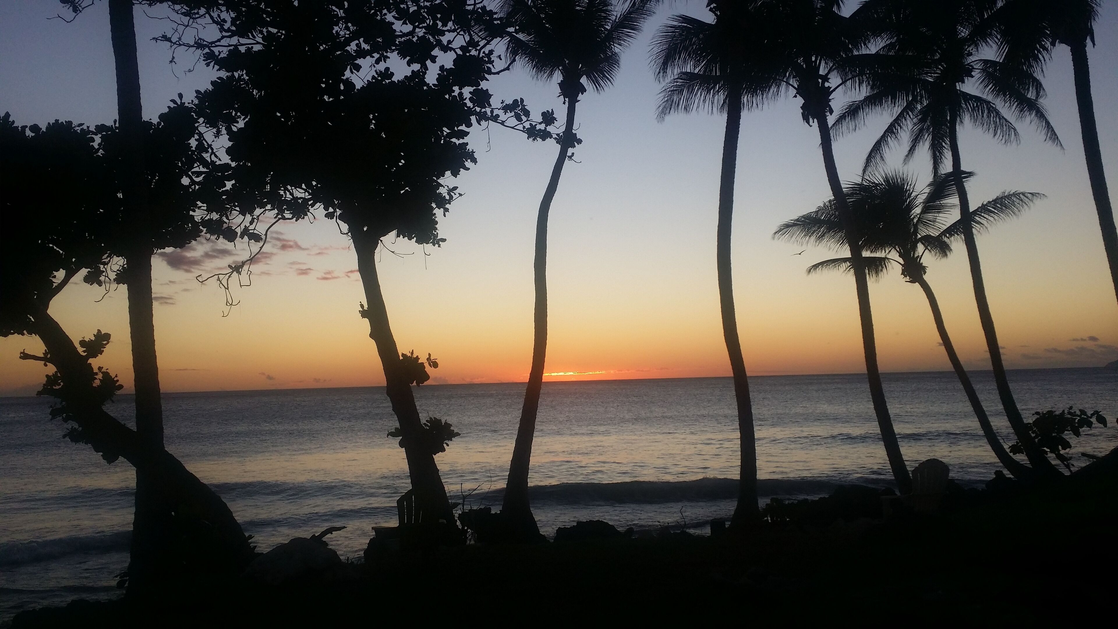 A sunset view with palm trees silhouetted against the sky, overlooking the ocean.