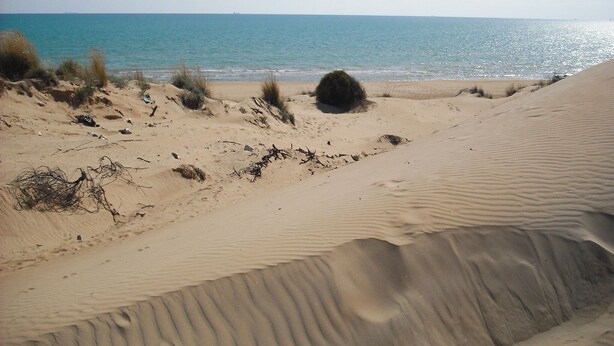 Une plage de sable avec des dunes et une végétation clairsemée.