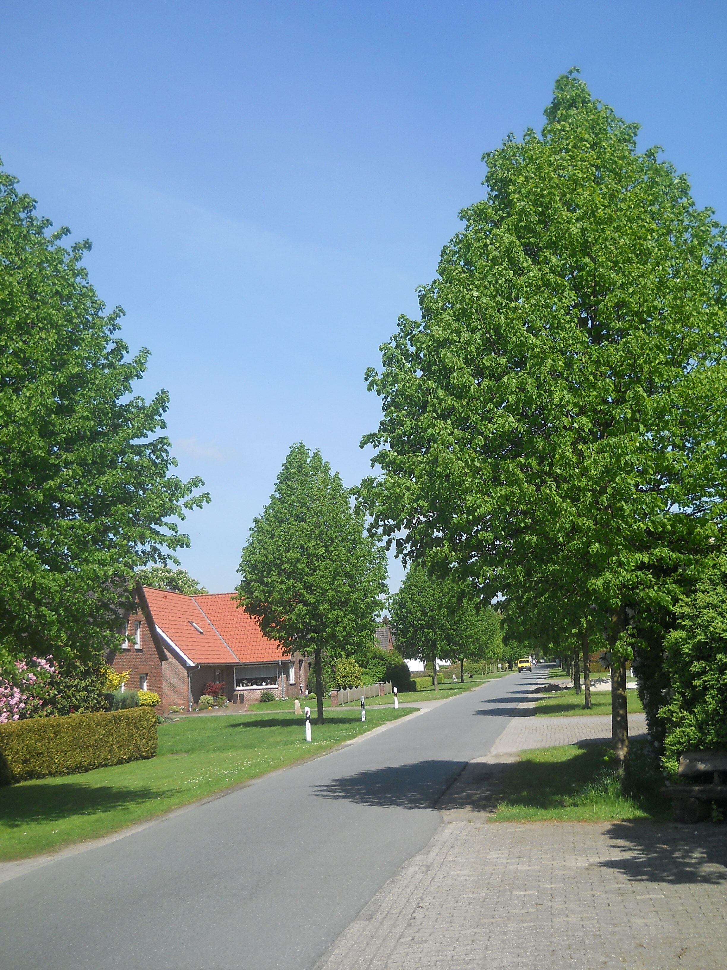 A quiet residential street lined with trees and houses.