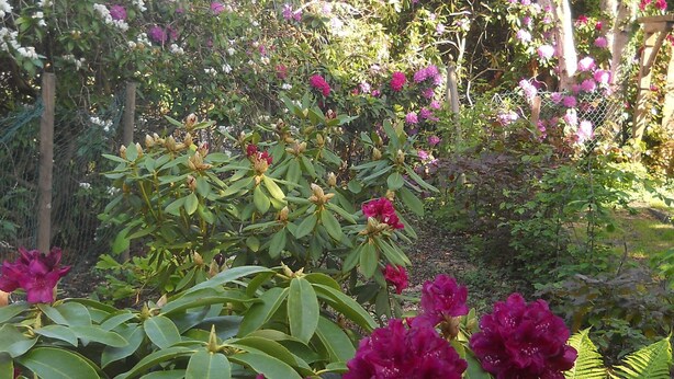 A garden with blooming rhododendrons and a variety of other plants. - "Moor & Meer" comfort apartment with terrace, garden, wheelchair accessible, dog welcome (Wiesmoor)