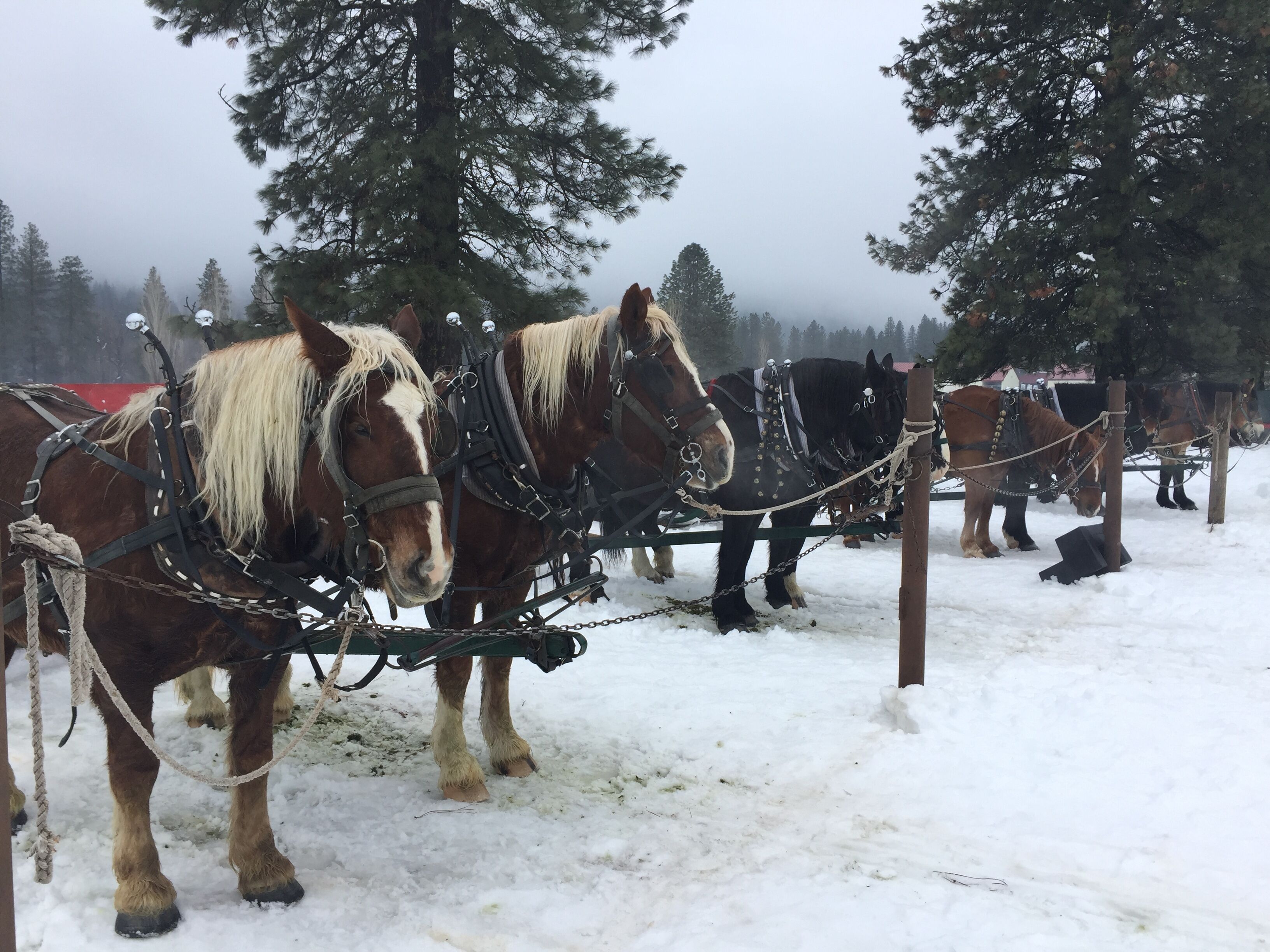 A group of horses harnessed and tied to a wooden post in a snowy outdoor setting.