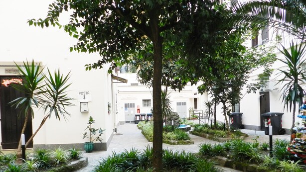 Un patio central con un árbol, rodeado de plantas en macetas y un camino de piedra.