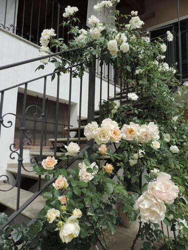 Moment des Friedens unter romanischer Kunst, Ruhe, Natur. Wohnung mit Terrasse, Garten
