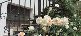 Isolated on hill, flat with terrace,garden among romanesque art,quiet,nature