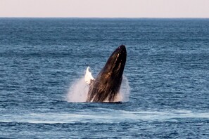 A whale breaching the ocean surface.