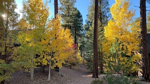 A forested area with a gravel path leading to a cabin. -  Pinetop Lakes CClub, One Level, AC, Private, Gated, Close To Amenities! (Pinetop)