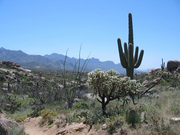 A desert landscape with a prominent cactus and rocky terrain.