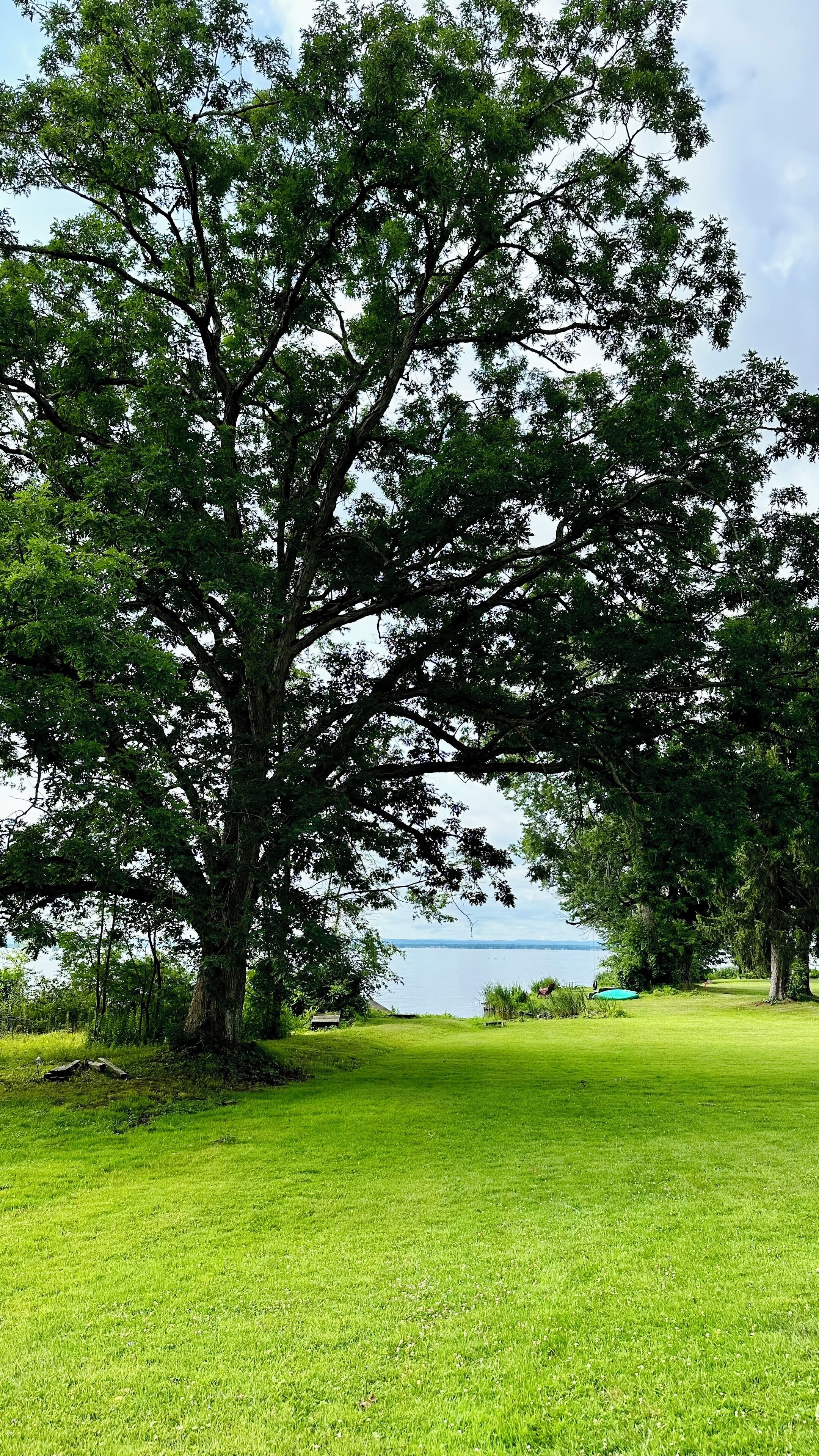 A large tree in a grassy area with a body of water in the background.