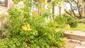 Un exuberante jardín con flores amarillas frente a un edificio de fachada de piedra y vigas de madera.
