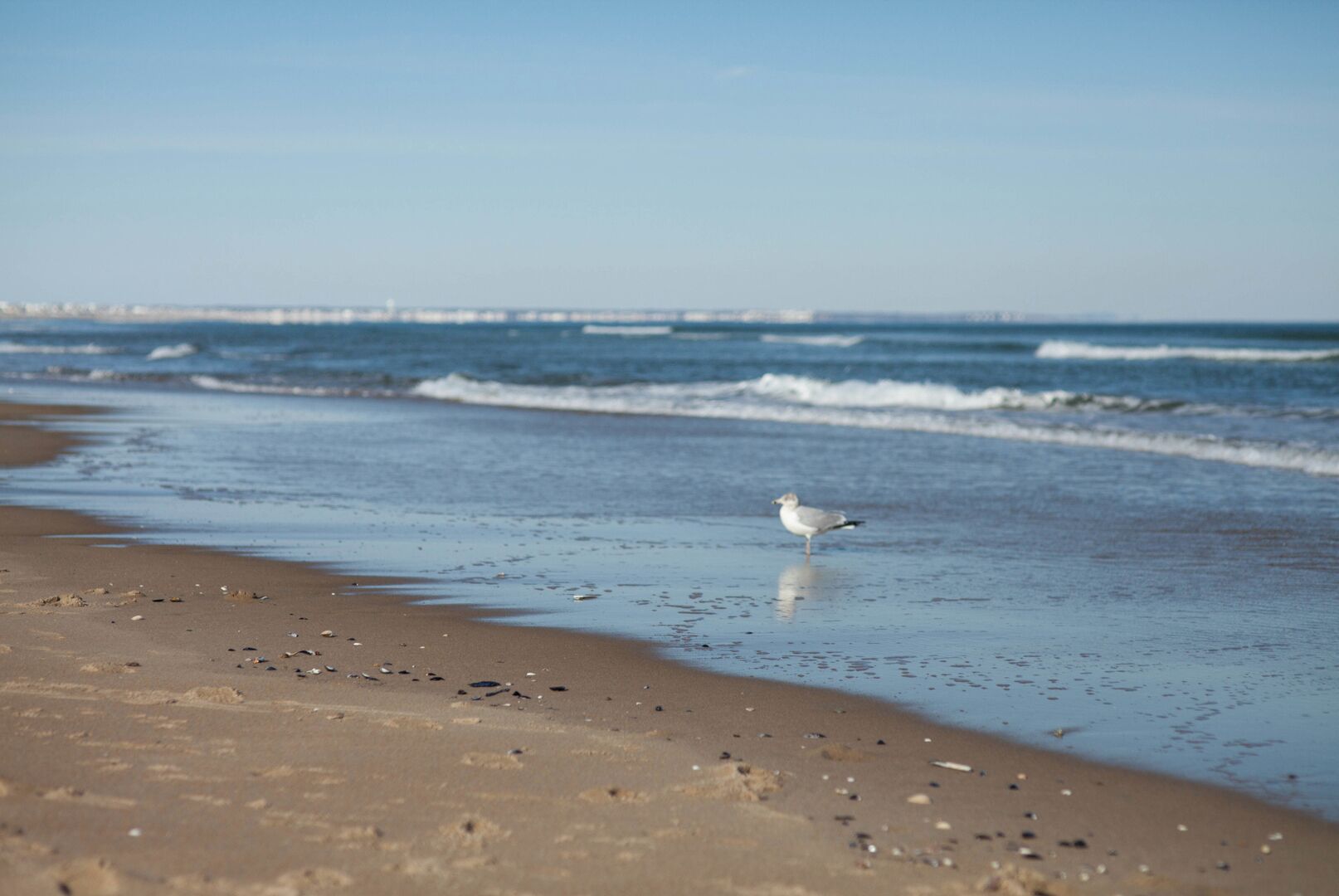 A beach with a seagull standing on the sand near the water's edge.