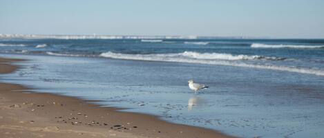 A beach with a seagull standing on the sand near the water's edge.