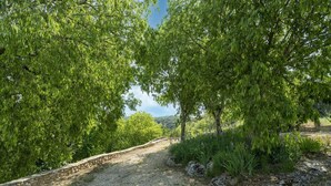 A gravel path flanked by trees and shrubs, leading towards a distant landscape. - Holiday Home in Montclus near river (Montclus)