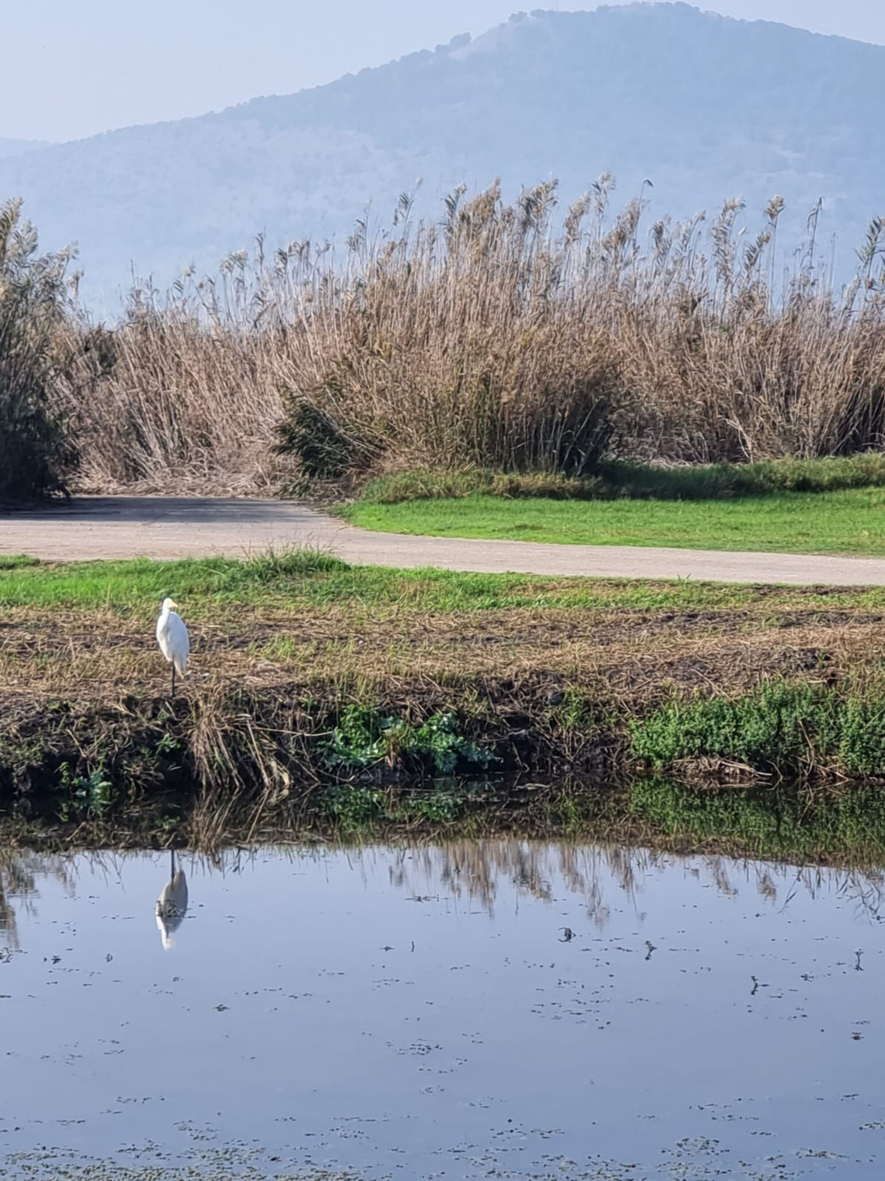 Un ave blanca al lado de un cuerpo de agua tranquilo, con un sendero y vegetación al fondo.