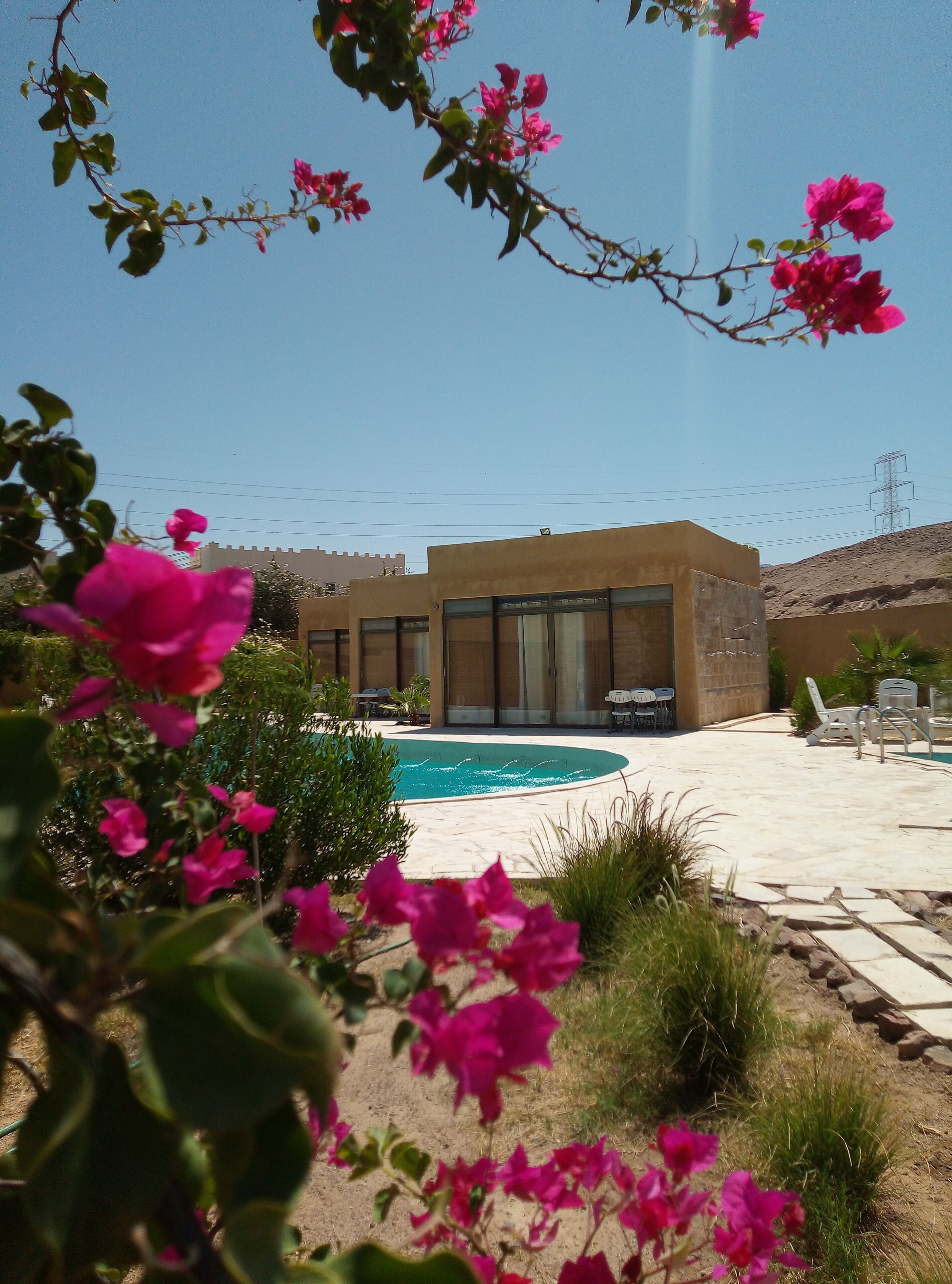 A modern building with a swimming pool, surrounded by lush greenery and pink flowers.