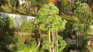 Garden - 5 Bedroom Oceanview Pool Villa (Koh Samui)