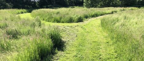 Un campo cubierto de hierba con un sendero estrecho.
