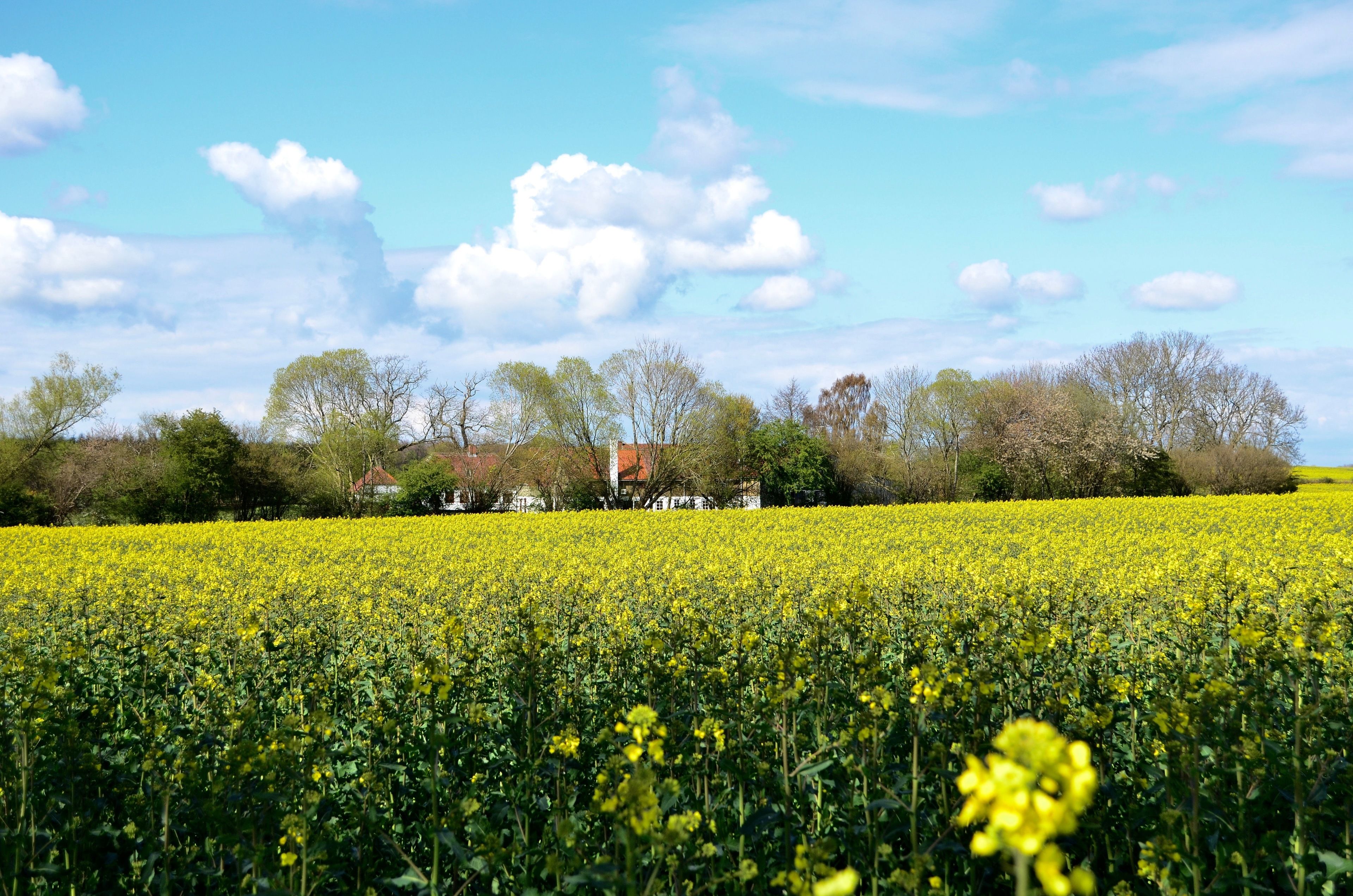 A field of yellow flowers with a building in the background.