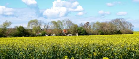 Un campo de flores amarillas con un edificio al fondo.