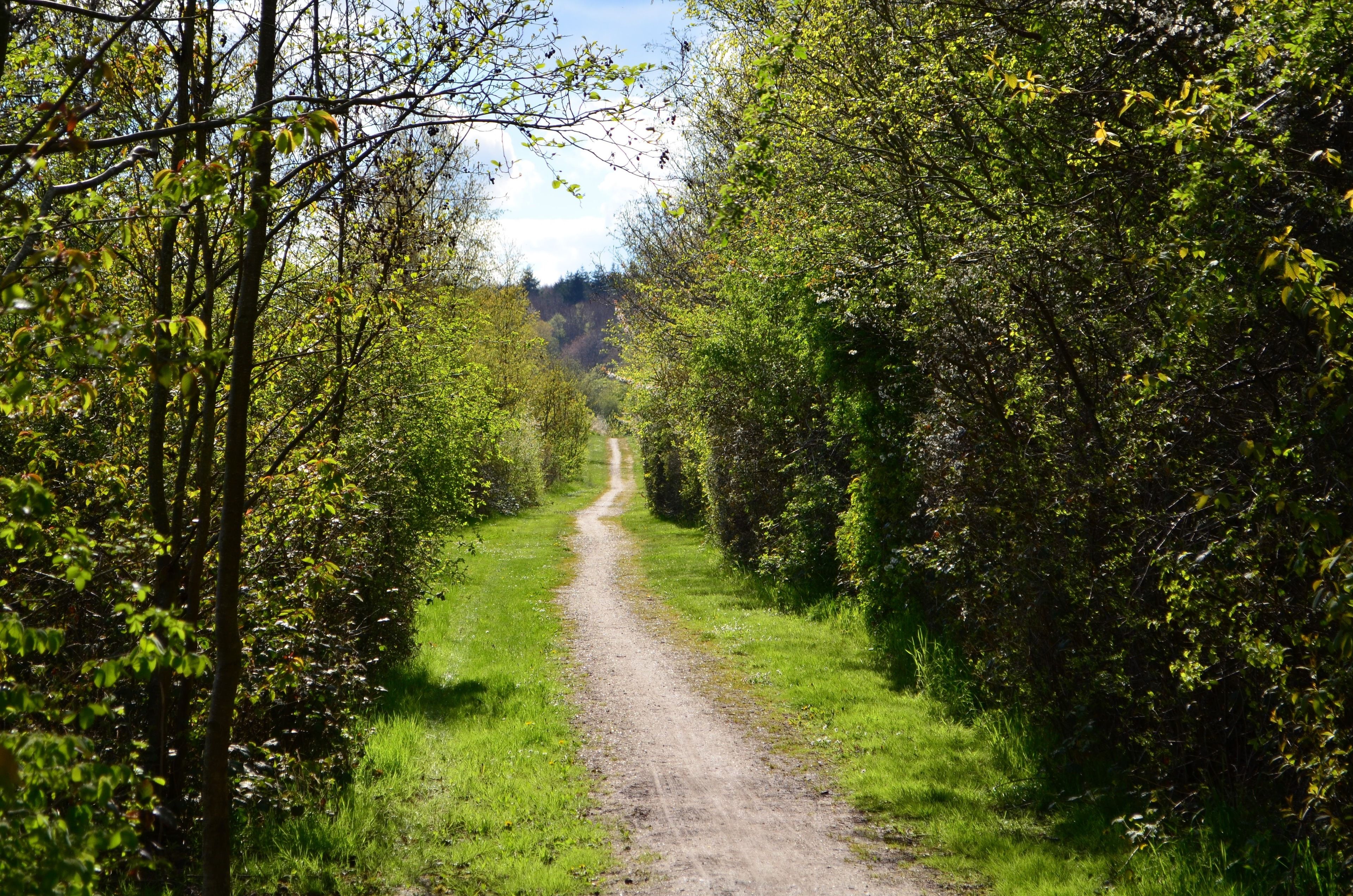 Un sendero estrecho y sin pavimentar bordeado por una vegetación verde exuberante, que se adentra en un bosque.