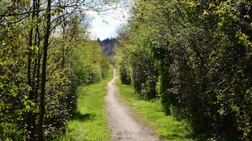 Un sendero estrecho y sin pavimentar bordeado por una vegetación verde exuberante, que se adentra en un bosque.