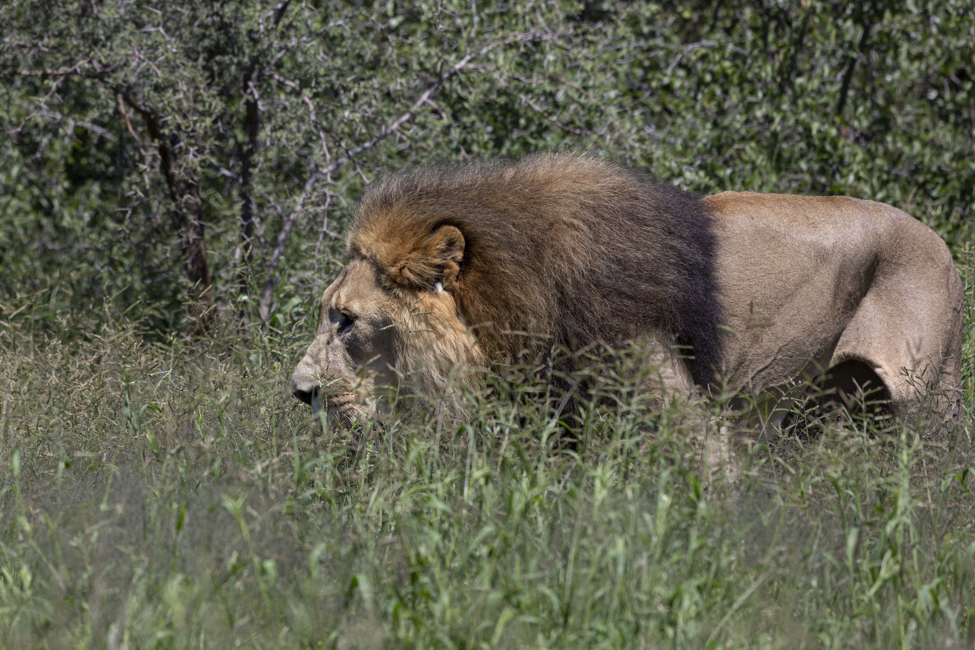 A lion in a grassy area with dense shrubbery in the background.