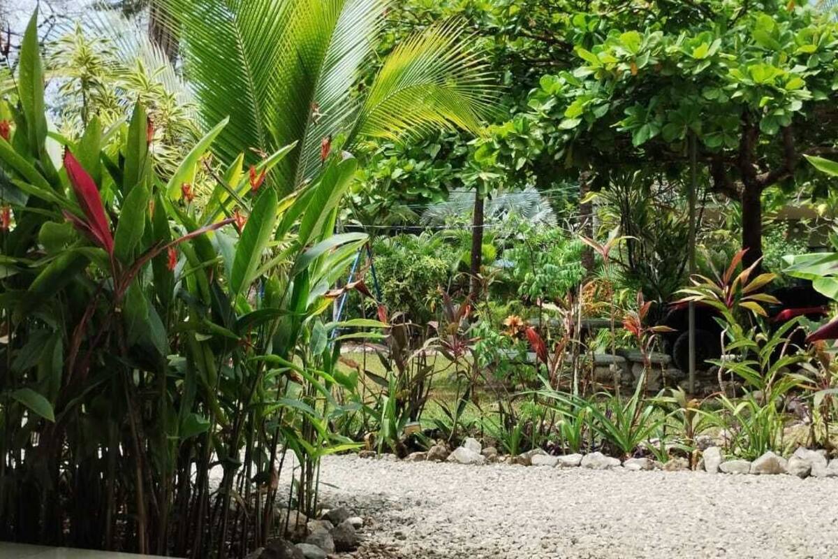 A garden with various tropical plants and a gravel path.