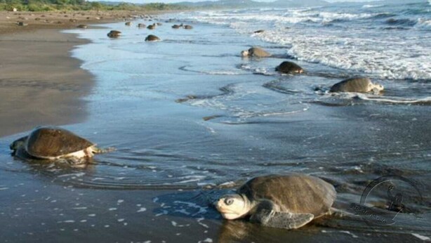 A turtle on a beach with rocks and water. - Aloha Surf Nosara (Nosara)