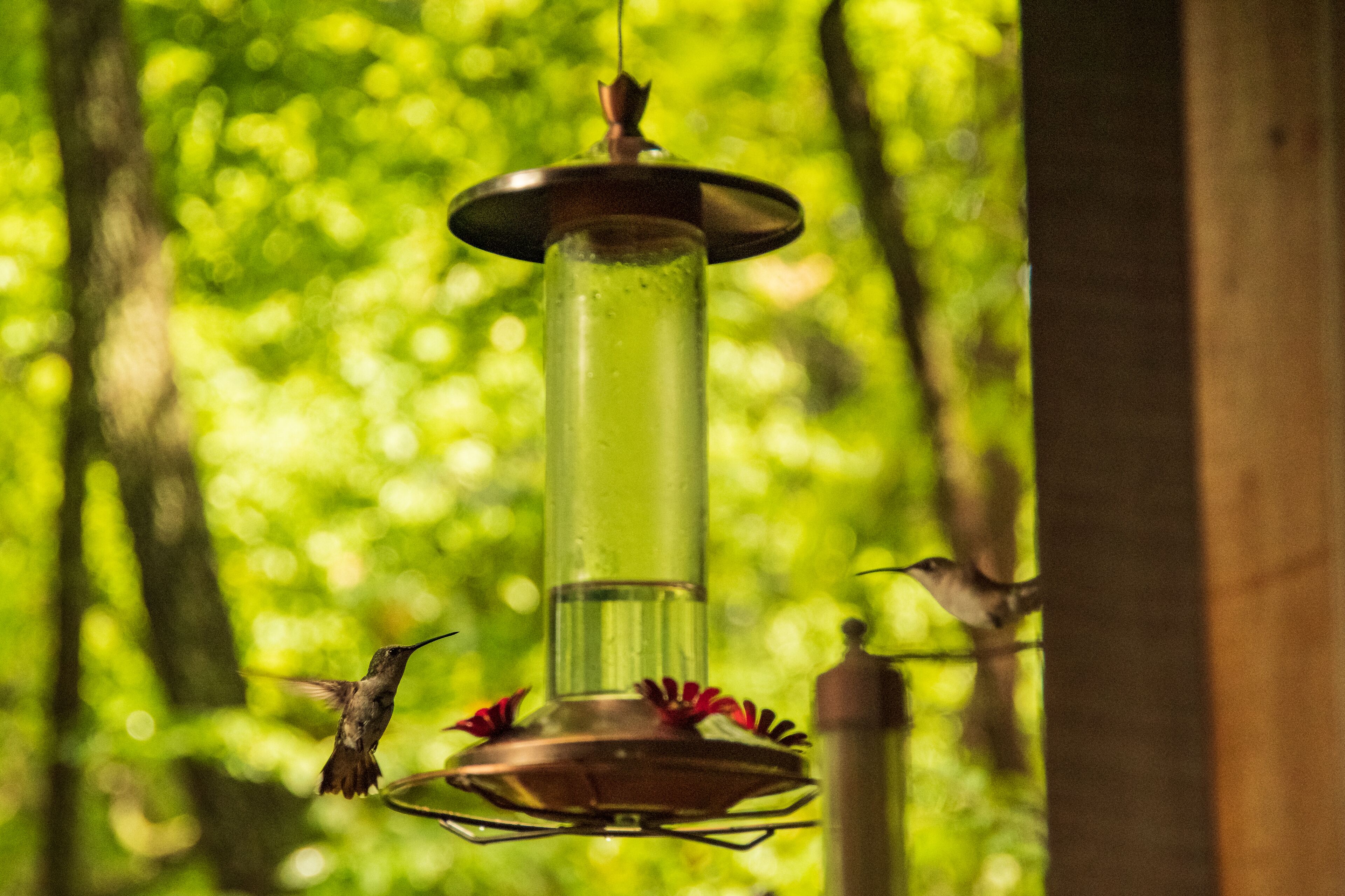 Un comedero para colibríes con dos aves alimentándose, sobre un fondo verde desenfocado.