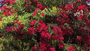 En vägg med en tät buske full av röda blommor, en vit vägg med en tydlig struktur och ett litet hål nära botten.