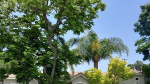 A residential area with houses featuring a consistent architectural style, a well-maintained lawn, and a clear sky. - Luxe 6Bd/6Ba,5 Minutes Disney Convention C, Beaches 20minutes


















 (Anaheim)