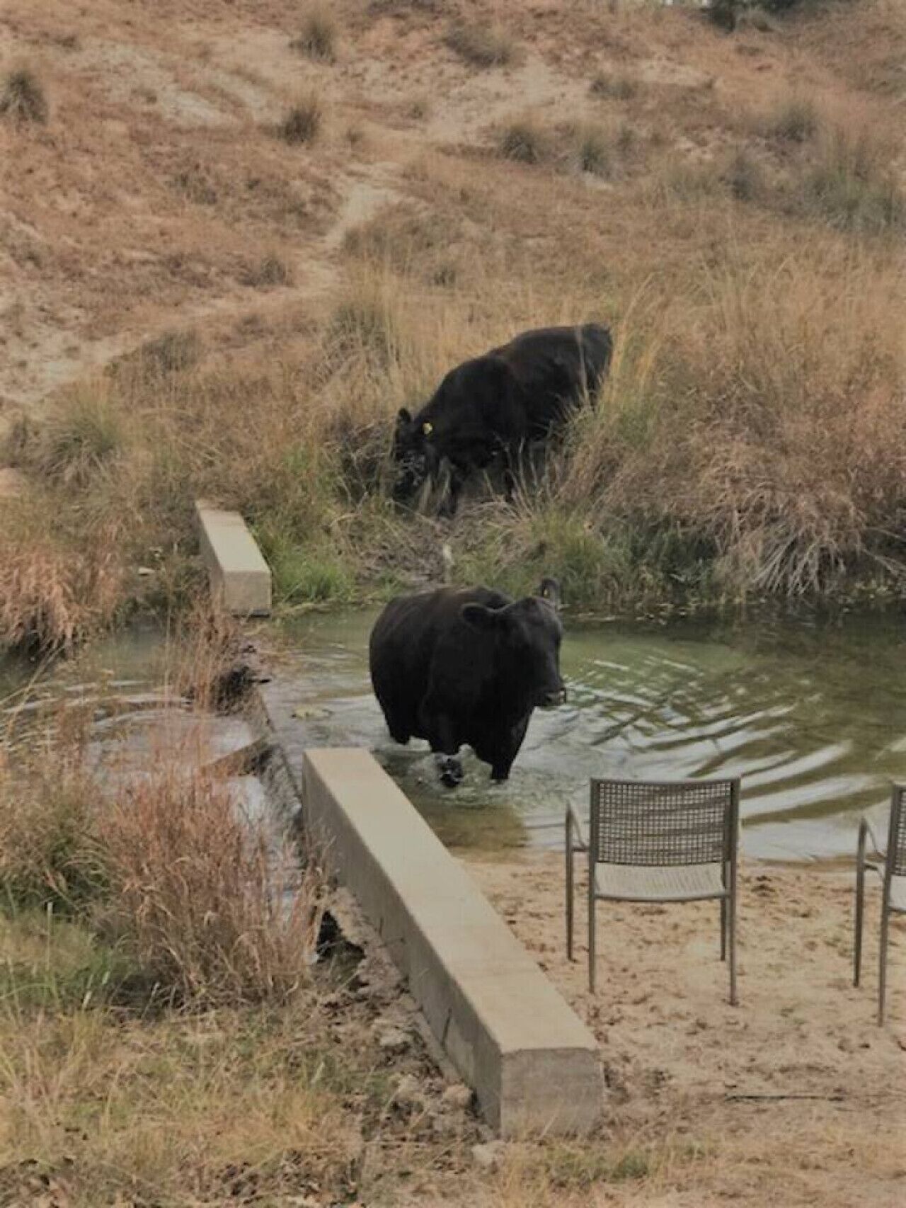 A concrete pathway leading to a small water body with two black rhinos.