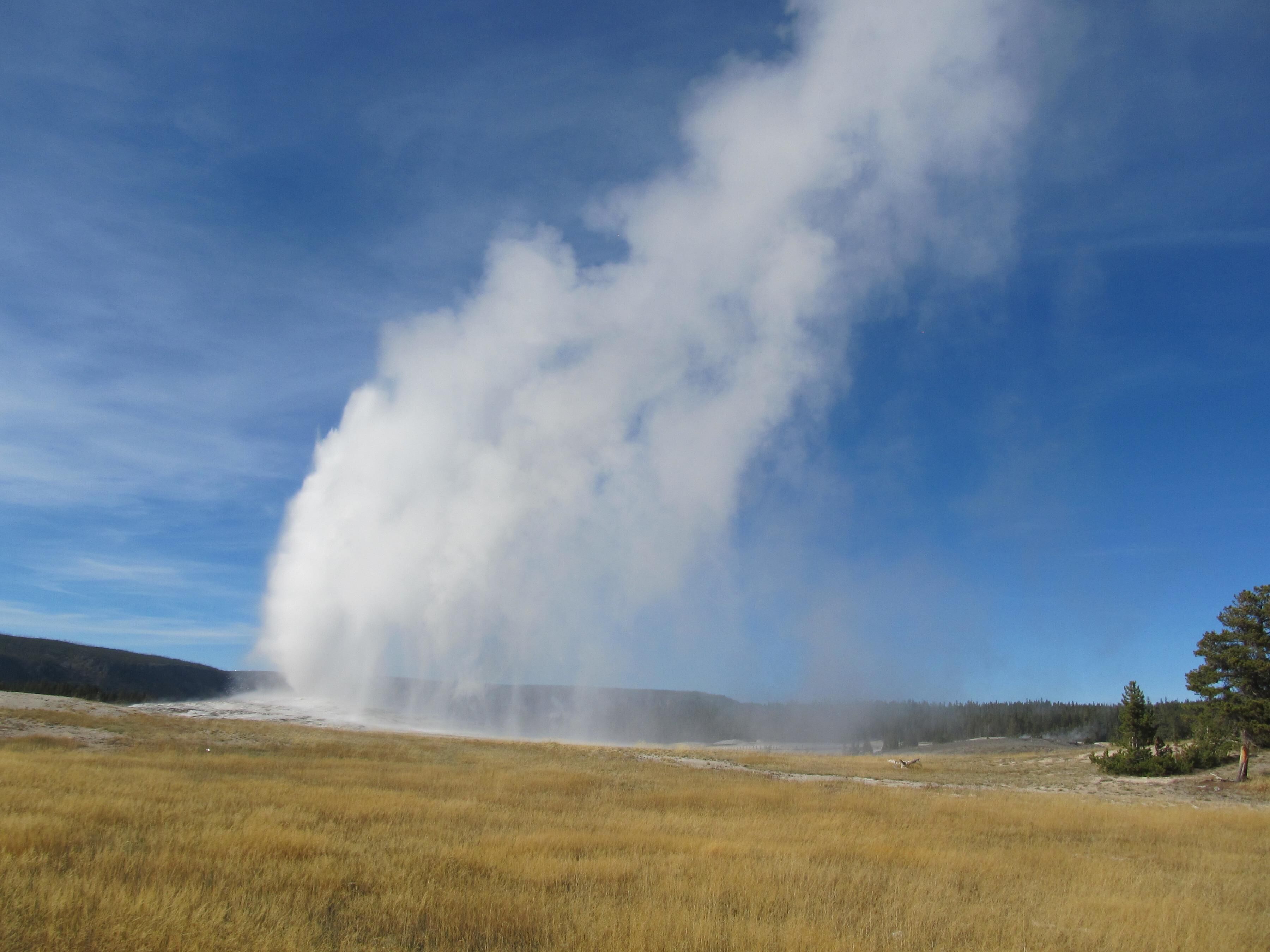 Un geyser dans un champ d’herbes sèches, sous un ciel dégagé.
