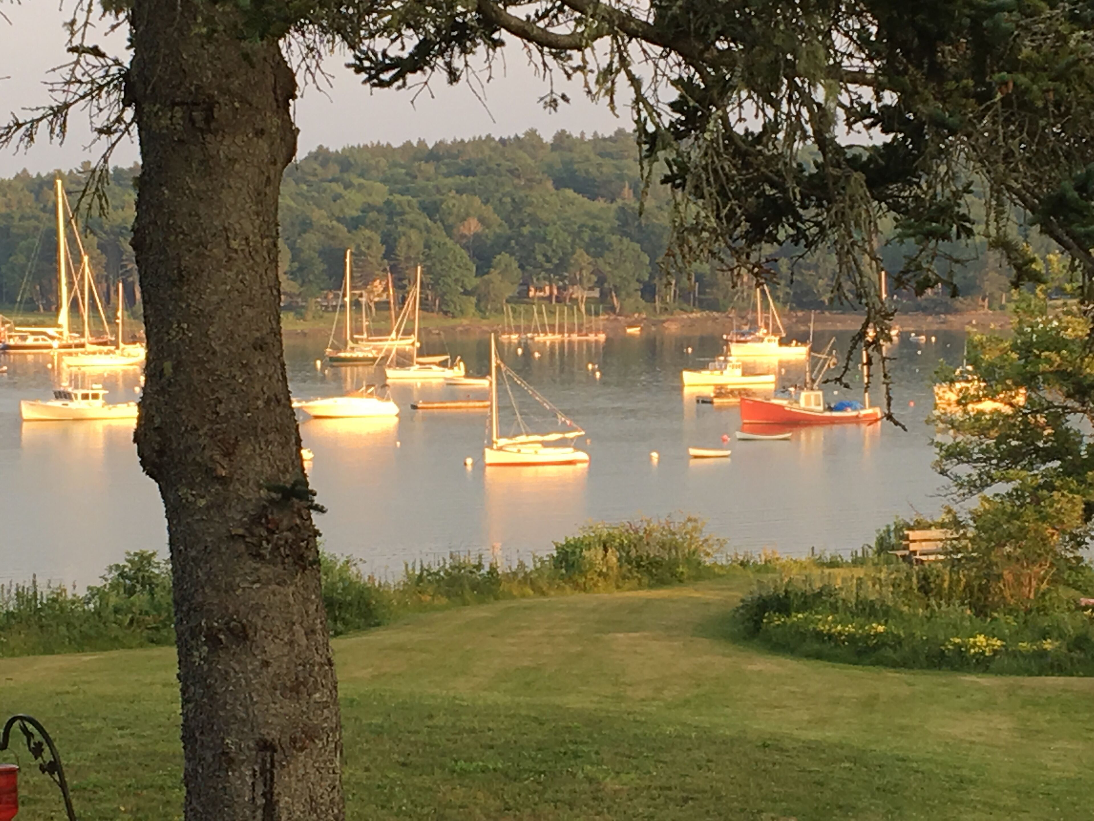 A marina with multiple boats docked, surrounded by greenery and trees.