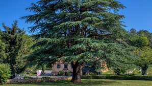 Un gran árbol de coníferas en un área verde cuidada, con un edificio al fondo.