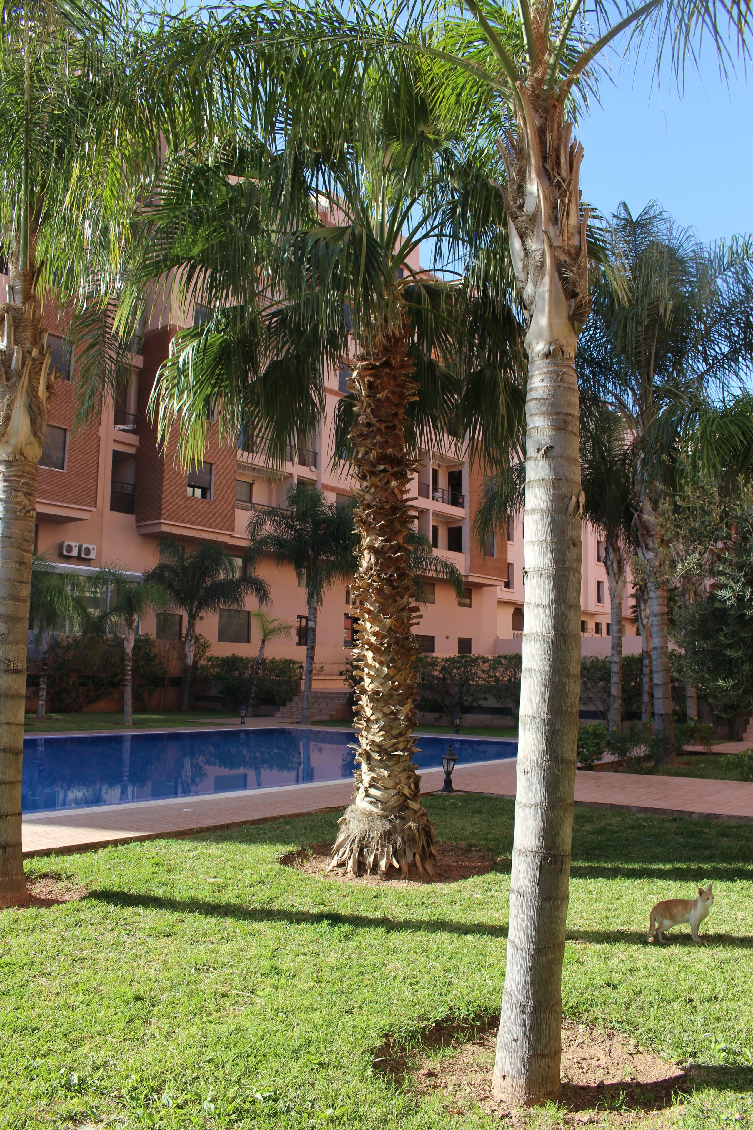 A palm tree, a grassy area, and a building with balconies.