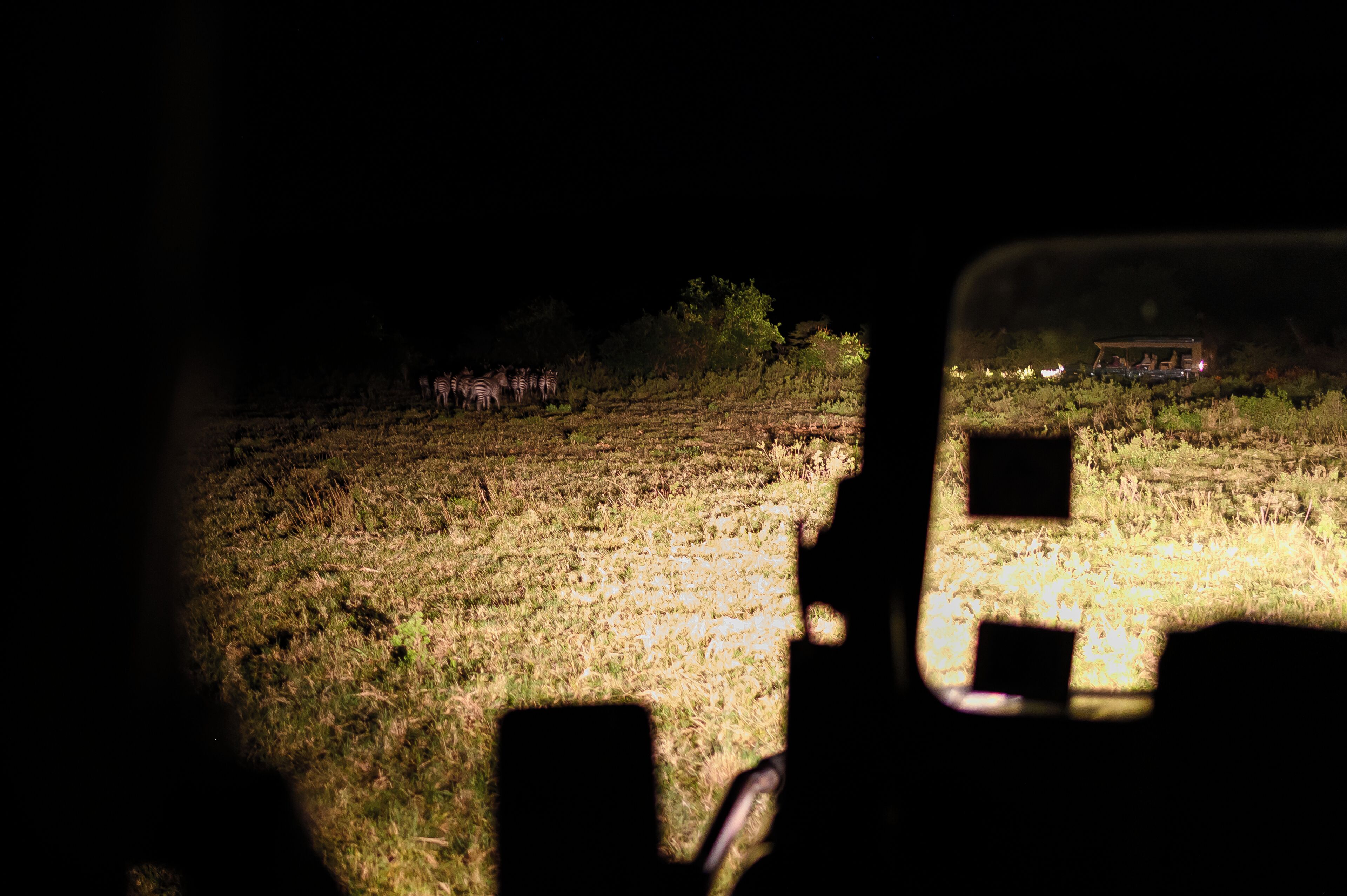 Nachtsicht vom Inneren eines Fahrzeugs auf ein Feld mit Zebras und ein Gebäude in der Ferne.