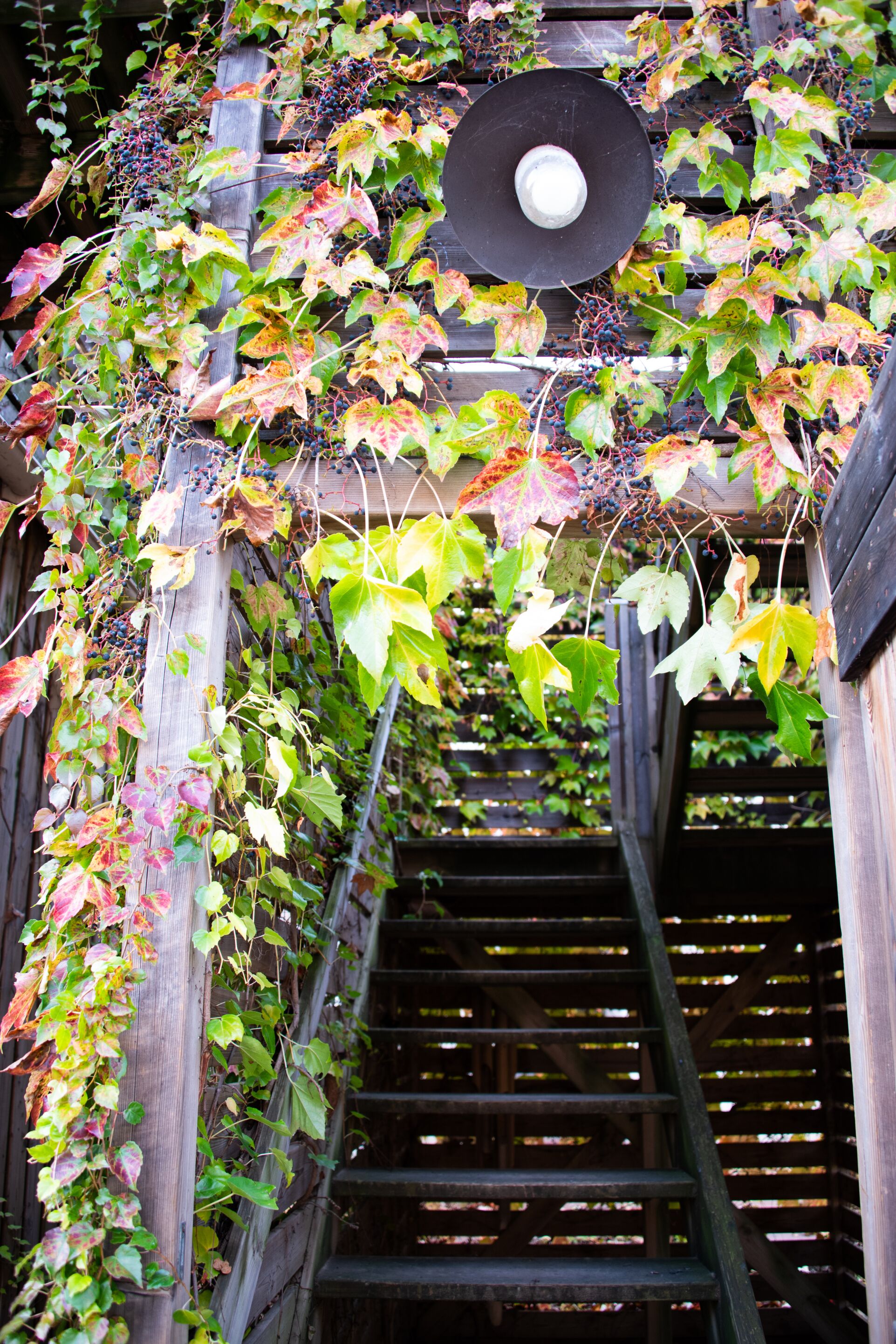A wooden staircase with a wooden railing, surrounded by green and red leaves and berries.