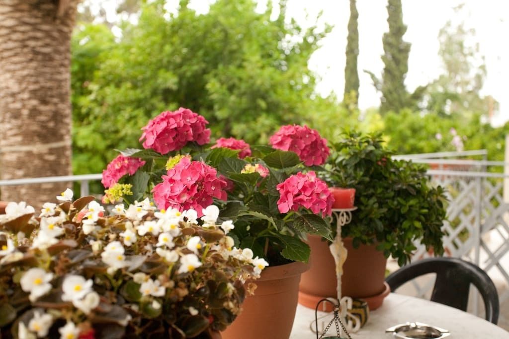 Foto - Veggie Garden Athens B&B