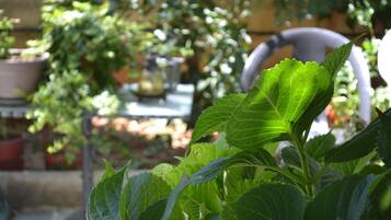 A garden with potted plants and a chair.