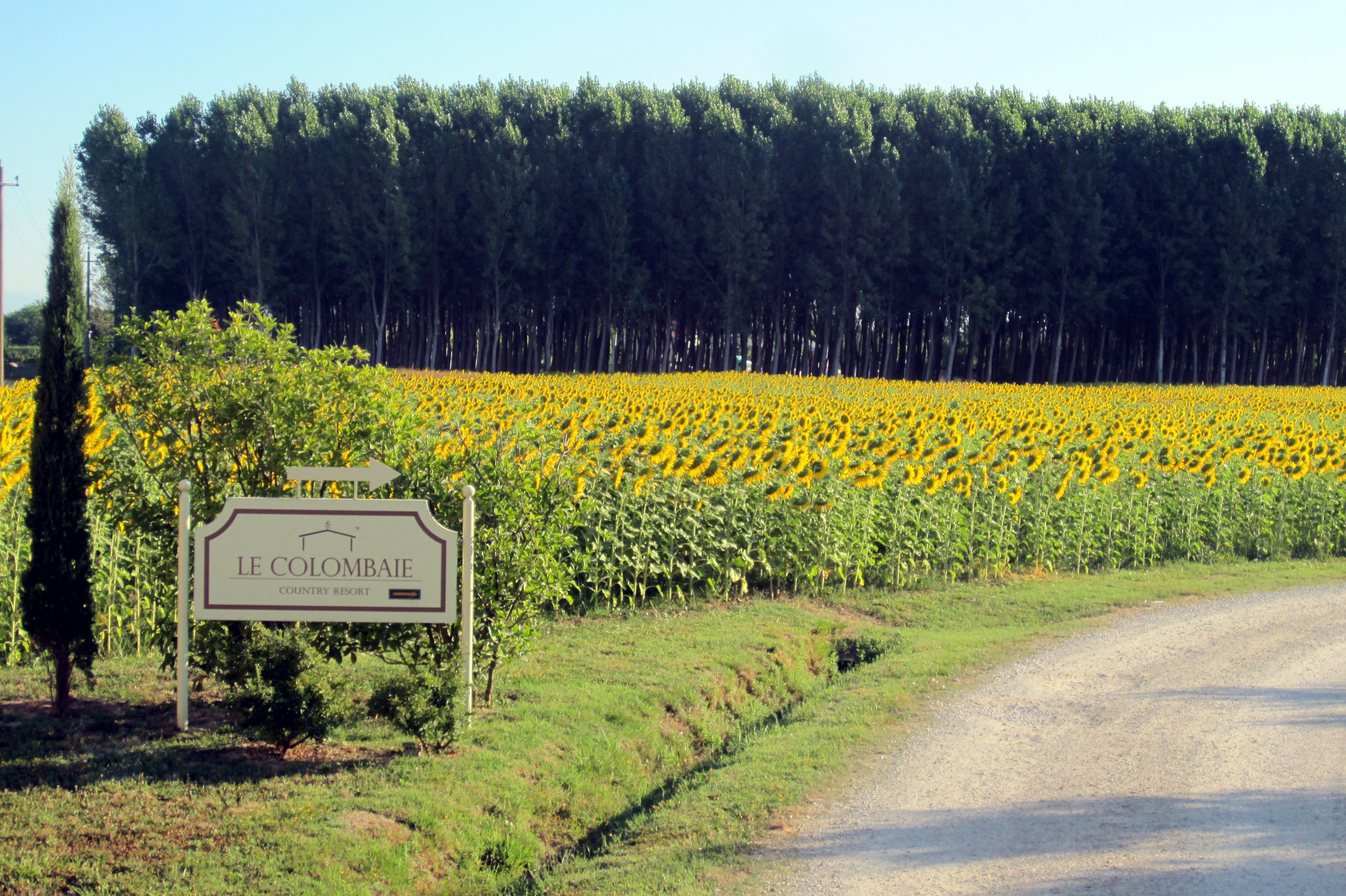 A sign for Le Colombaille Country Resort with a field of sunflowers and a road in the foreground.