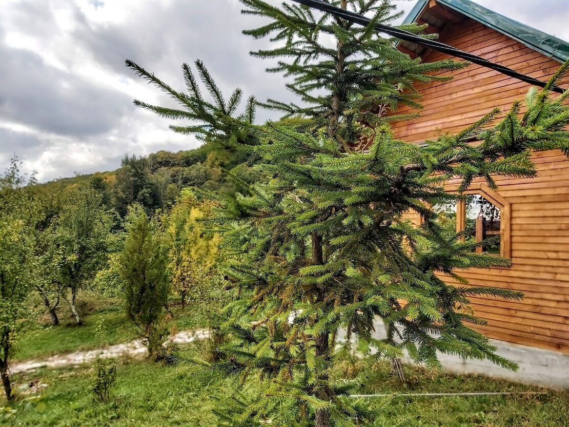 Eine Holzhütte mit Fenster und einer Tanne davor.