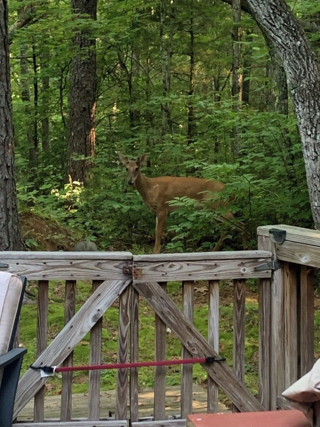 A deer standing on a wooden deck surrounded by dense forest.