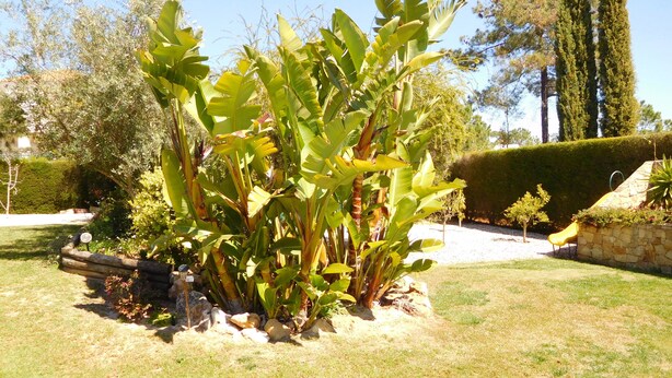 A garden with banana plants, a stone wall, and a yellow chair.