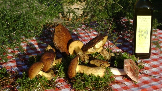 Une table recouverte d’une nappe à carreaux, avec des champignons et une bouteille d’huile d’olive.