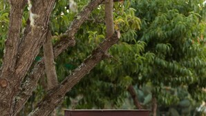 Un barril de madera con un cartel que dice "Enriquez Estate Wines" ubicado al aire libre, rodeado de árboles y flores.